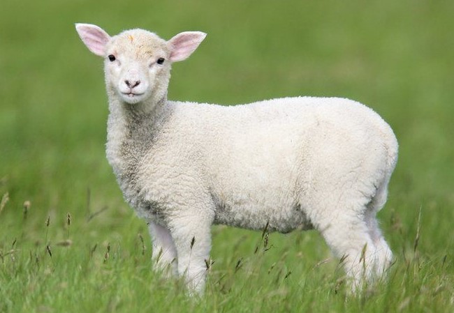 little lambs (2)